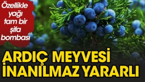 ardic-nelere-l-gelir-3n3LhJiM.jpg