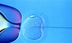 asilama-inseminasyon-WUASQVln.jpg