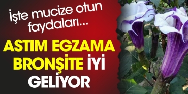 astim-egzama-bronsite-l-geliyor-iste-mucize-otun-yararlari-zru3GhnN.jpg