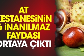 at-kestanesinin-6-inanilmaz-yarari-ortaya-cikti-kZWCIS5c.jpg