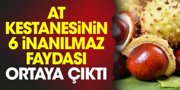 at-kestanesinin-6-inanilmaz-yarari-ortaya-cikti-kZWCIS5c.jpg