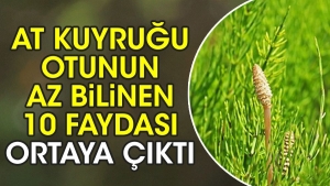 at-kuyrugu-otunun-az-bilinen-10-yarari-ortaya-cikti-4rVC8JeY.jpg