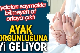 ayak-yorgunluguna-yeterli-geliyor-yararlari-saymakla-bitmeyen-ot-ortaya-cikti-gWh2Tzph.jpg
