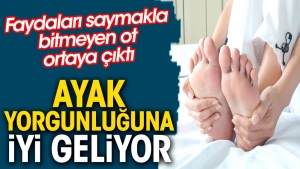 ayak-yorgunluguna-yeterli-geliyor-yararlari-saymakla-bitmeyen-ot-ortaya-cikti-gWh2Tzph.jpg