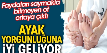 ayak-yorgunluguna-yeterli-geliyor-yararlari-saymakla-bitmeyen-ot-ortaya-cikti-gWh2Tzph.jpg