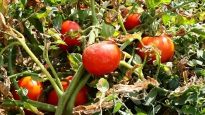 ayas-domatesi-avrupa-birligi-tescili-aldi-6W8eTuEg.jpg