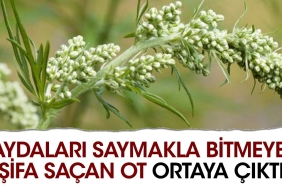 bagirsak-solucanlarini-dusurur-adet-sokturur-istah-acar-yararlari-saymakla-bitmeyen-sifa-sacan-ot-ortaya-9VUUQsFH.jpg