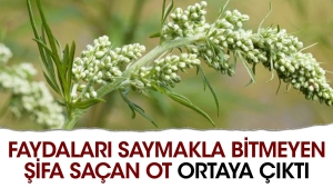 bagirsak-solucanlarini-dusurur-adet-sokturur-istah-acar-yararlari-saymakla-bitmeyen-sifa-sacan-ot-ortaya-9VUUQsFH.jpg