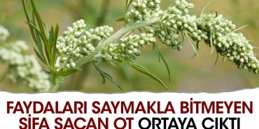 bagirsak-solucanlarini-dusurur-adet-sokturur-istah-acar-yararlari-saymakla-bitmeyen-sifa-sacan-ot-ortaya-9VUUQsFH.jpg