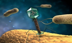 bakteri-nedir-virus-nedir-my4J9CTL.jpg