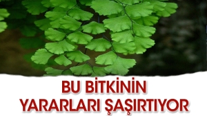 baldirikara-nedir-ne-ise-fayda-iste-cevabi-5GIzGHXa.jpg