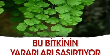 baldirikara-nedir-ne-ise-fayda-iste-cevabi-5GIzGHXa.jpg