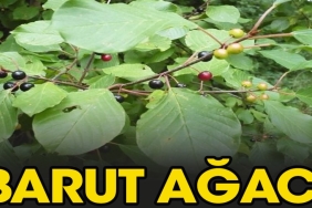 barut-agaci-nelere-uygun-gelir-5rWnvW6Z.jpg