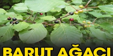 barut-agaci-nelere-uygun-gelir-5rWnvW6Z.jpg