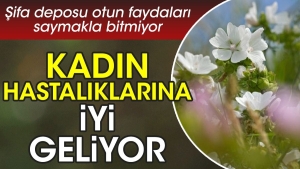 bayan-hastaliklarina-duzgun-geliyor-sifa-deposu-otun-yararlari-saymakla-bitmiyor-FFq4Hm42.jpg