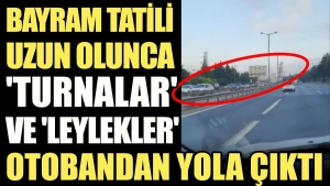 bayram-tatili-uzun-olunca-turnalar-ve-leylekler-otobanda-yola-cikti-fxSkiwxY.jpg
