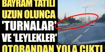 bayram-tatili-uzun-olunca-turnalar-ve-leylekler-otobanda-yola-cikti-fxSkiwxY.jpg