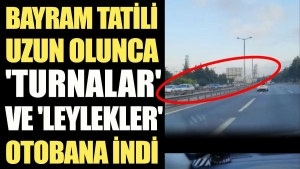 bayram-tatili-uzun-olunca-turnalar-ve-leylekler-otobandan-yola-cikti-xx7cFrSa.jpg