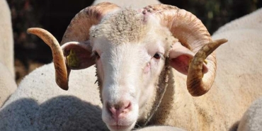 beyhude-kurban-nedir-beyhude-kurban-nasil-kesilir-17677sLt.jpg