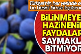 bilinmeyen-hazinenin-yararlari-saymakla-bitmiyor-turkiyenin-her-yerinde-olan-bu-besini-kimse-toplamiyor-DqVw6gIm.jpg