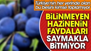 bilinmeyen-hazinenin-yararlari-saymakla-bitmiyor-turkiyenin-her-yerinde-olan-bu-besini-kimse-toplamiyor-DqVw6gIm.jpg