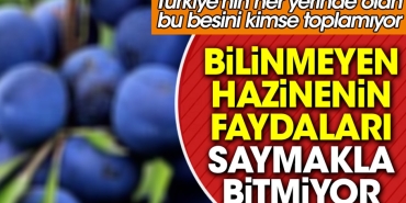 bilinmeyen-hazinenin-yararlari-saymakla-bitmiyor-turkiyenin-her-yerinde-olan-bu-besini-kimse-toplamiyor-DqVw6gIm.jpg