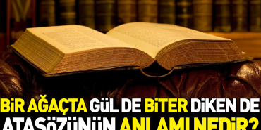 bir-agacta-gul-de-biter-diken-de-atasozunun-manasi-nedir-6c5V7uHk.jpg