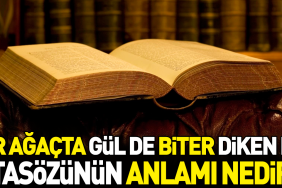 bir-agacta-gul-de-biter-diken-de-tabirinin-manasi-nedir-3q8I3Spx.jpg