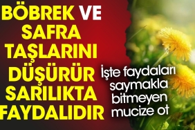 bobrek-ve-safra-taslarini-dusurur-sarilikta-yararlidir-iste-yararlari-saymakla-bitmeyen-mucize-ot-g3ZYVqVc.jpg