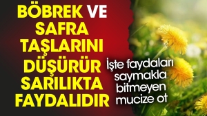 bobrek-ve-safra-taslarini-dusurur-sarilikta-yararlidir-iste-yararlari-saymakla-bitmeyen-mucize-ot-g3ZYVqVc.jpg
