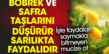 bobrek-ve-safra-taslarini-dusurur-sarilikta-yararlidir-iste-yararlari-saymakla-bitmeyen-mucize-ot-g3ZYVqVc.jpg