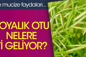 boyalik-otu-nelere-duzgun-geliyor-iste-mucize-yararlari-xHQWWiXQ.jpg