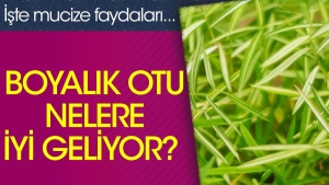 boyalik-otu-nelere-duzgun-geliyor-iste-mucize-yararlari-xHQWWiXQ.jpg