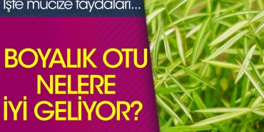 boyalik-otu-nelere-duzgun-geliyor-iste-mucize-yararlari-xHQWWiXQ.jpg