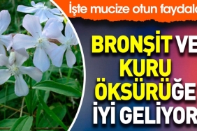 bronsit-ve-kuru-oksuruge-yeterli-geliyor-iste-mucize-otun-yararlari-MDVRdyNR.jpg