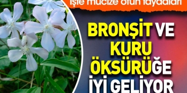 bronsit-ve-kuru-oksuruge-yeterli-geliyor-iste-mucize-otun-yararlari-MDVRdyNR.jpg