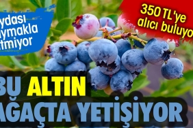 bu-altin-agacta-yetisiyor-350-tlye-alici-buluyor-yarari-saymakla-bitmiyor-mK4biOCe.jpg