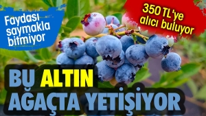 bu-altin-agacta-yetisiyor-350-tlye-alici-buluyor-yarari-saymakla-bitmiyor-mK4biOCe.jpg