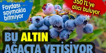 bu-altin-agacta-yetisiyor-350-tlye-alici-buluyor-yarari-saymakla-bitmiyor-mK4biOCe.jpg