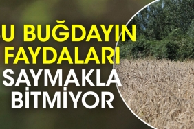 bu-bugdayin-yararlari-saymakla-bitmiyor-vjM8uGtB.jpg