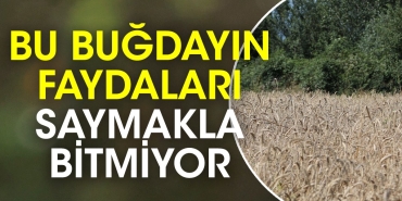 bu-bugdayin-yararlari-saymakla-bitmiyor-vjM8uGtB.jpg