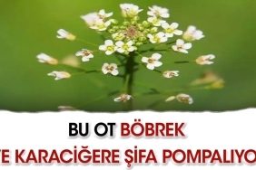 bu-ot-bobrek-ve-karaciger-dostu-MRjBU4Ss.jpg