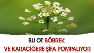bu-ot-bobrek-ve-karaciger-dostu-MRjBU4Ss.jpg