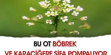 bu-ot-bobrek-ve-karaciger-dostu-MRjBU4Ss.jpg