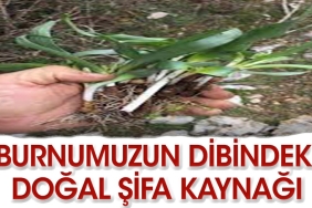 burnumuzun-tabanindaki-sifali-ot-FskxwXHZ.jpg