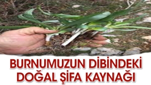 burnumuzun-tabanindaki-sifali-ot-FskxwXHZ.jpg