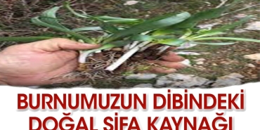 burnumuzun-tabanindaki-sifali-ot-FskxwXHZ.jpg