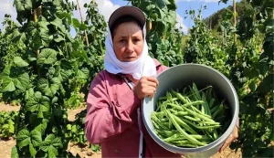 cameli-fasulyesinde-hasat-devam-ediyor-cwZt1s6Y.jpg