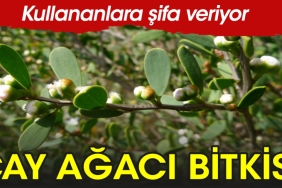 cay-agaci-yagi-nedir-neye-uygun-gelir-Pdjz1TNJ.jpg