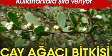 cay-agaci-yagi-nedir-neye-uygun-gelir-Pdjz1TNJ.jpg